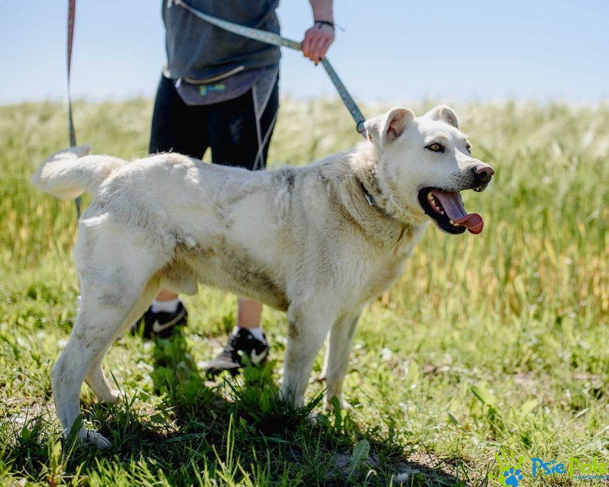 Carlos - młody, energiczny pies mix labrador SCHRONISKO