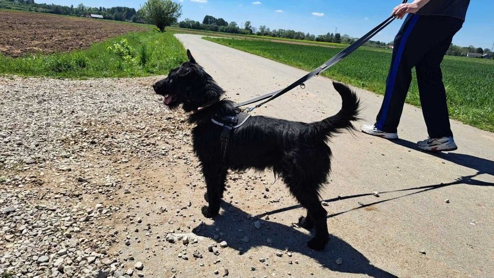 Likier – szorstkowłosy psiak w typie teriera szuka domu