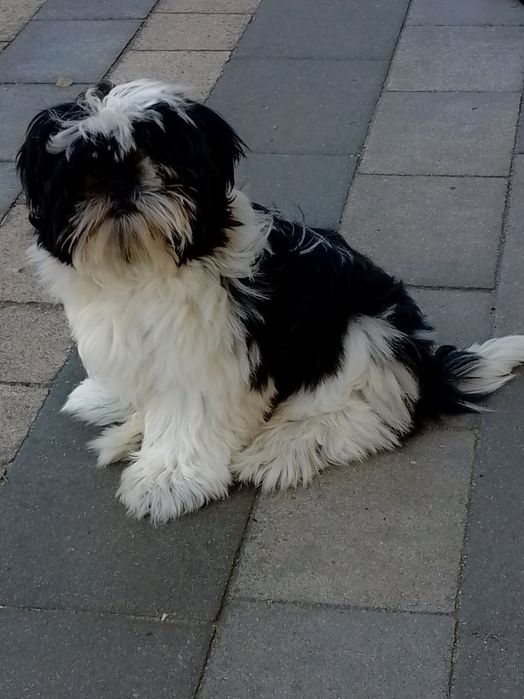 Urocza sunia  rasy Shih TZU