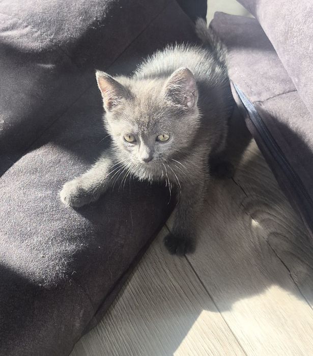 Кошенятко котик киця