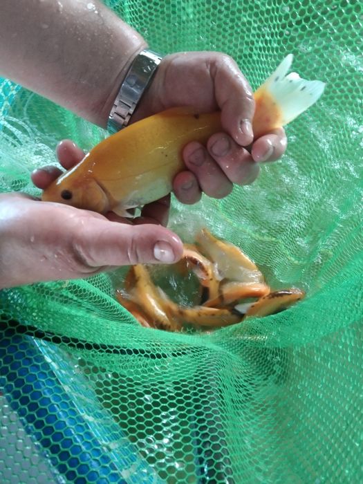 Amur karp sazan jesiotr karaś złoty Węgorz