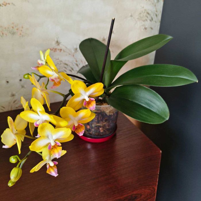 Домашня орхідея Солодка дівчинка орхидея