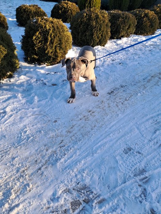 American Staffordshire Terrier Amstaf BLUE