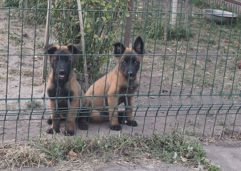 Девочки Бельгийской овчарки. Сумы.