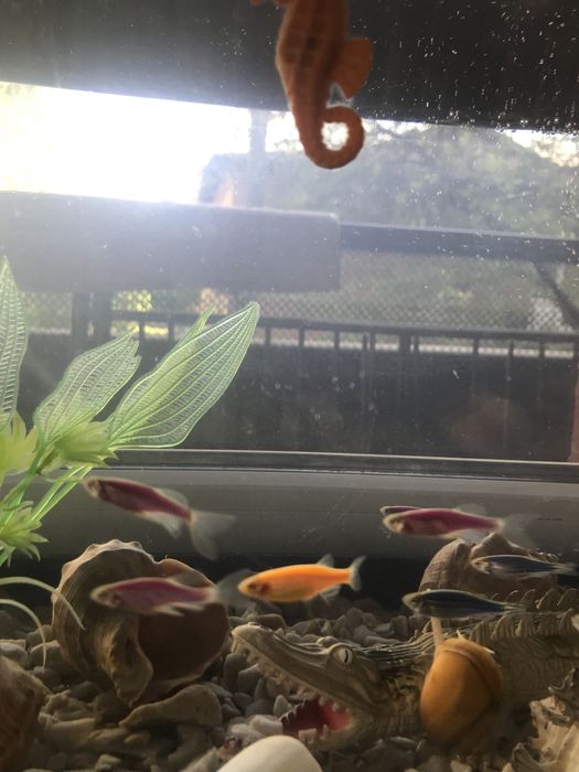 Акваріум з рибками декораціями і освітленням