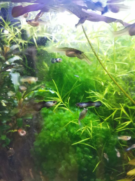 Gupik Endlera Panda dumbo para - Promocja !