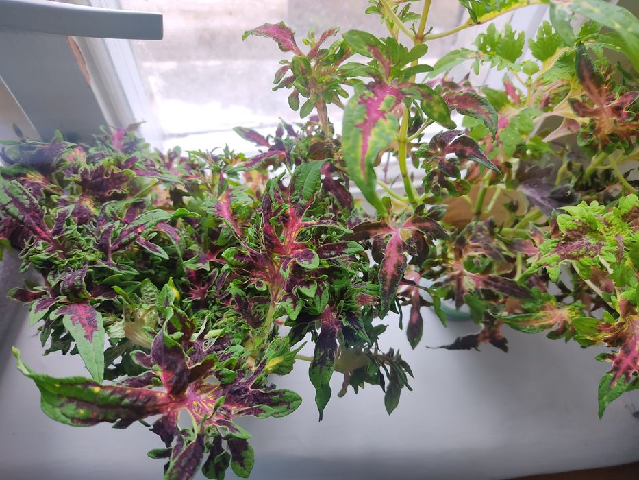 Колеус. Черенки.