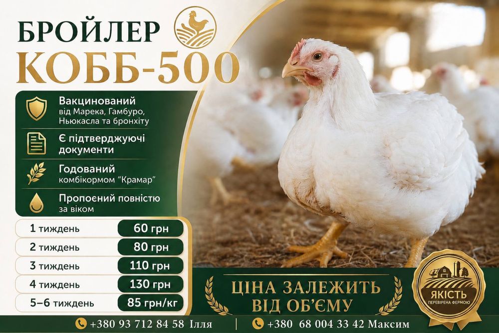 Бройлер коб 500 курчата тижневі, кілограмові