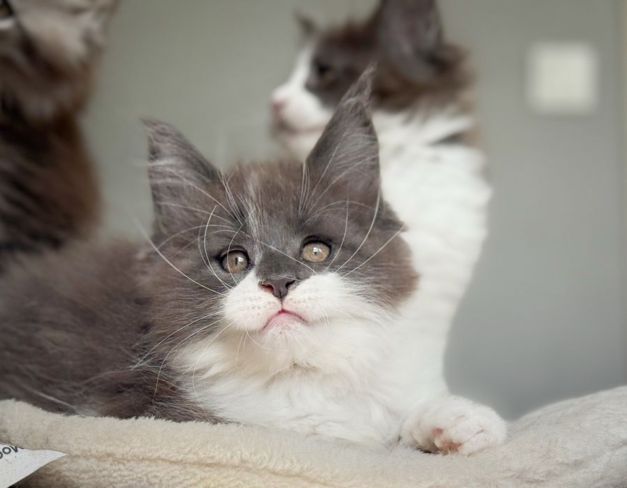 Ace King kocurek  Maine Coon