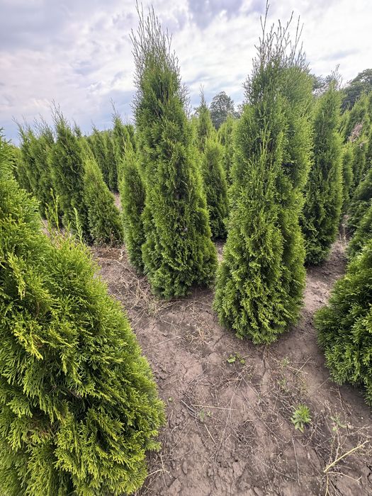 Продам тую Смарагд Супер!