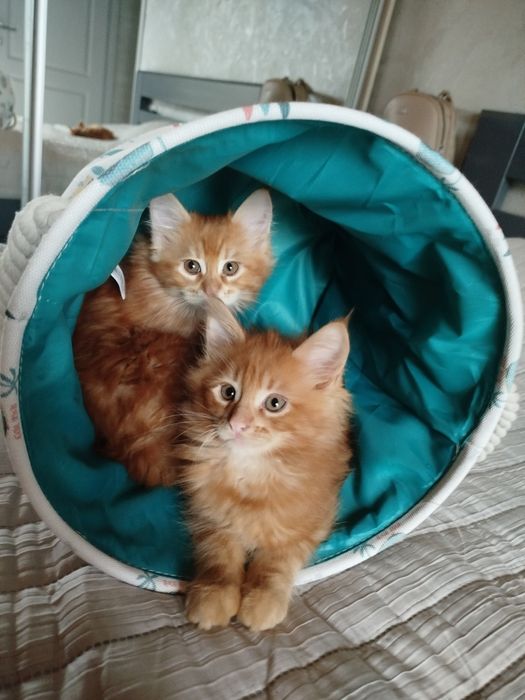 Дівчинка і хлопчик Мейн-Кун