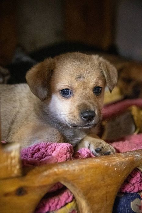 Отдам даром в добрые руки щенков