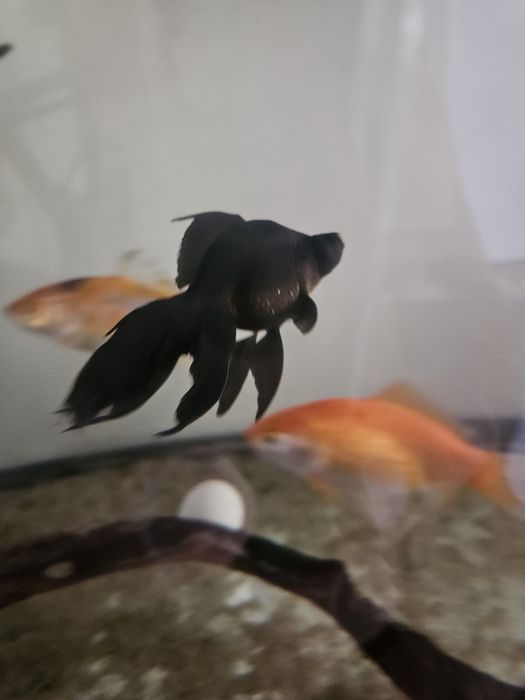 Peixe aquário grande