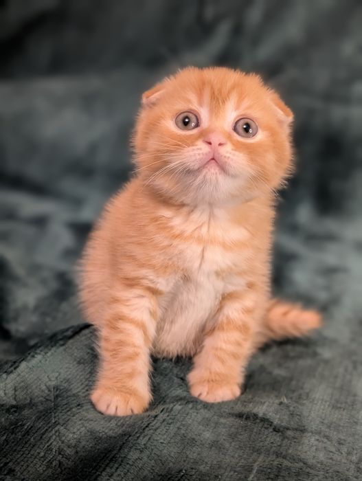 Шотландський котик Вінні Пух