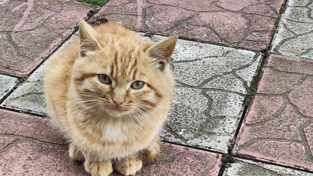 Кошенята, дівчинка і хлопчик