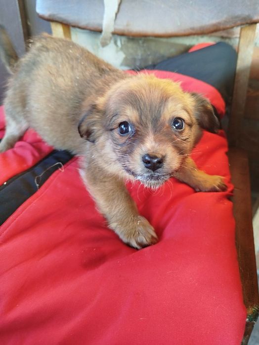 Цуценята безкоштовно