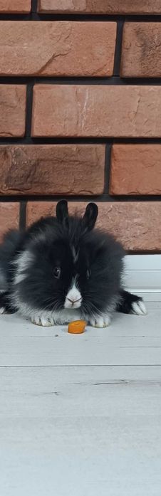 Króli miniaturki