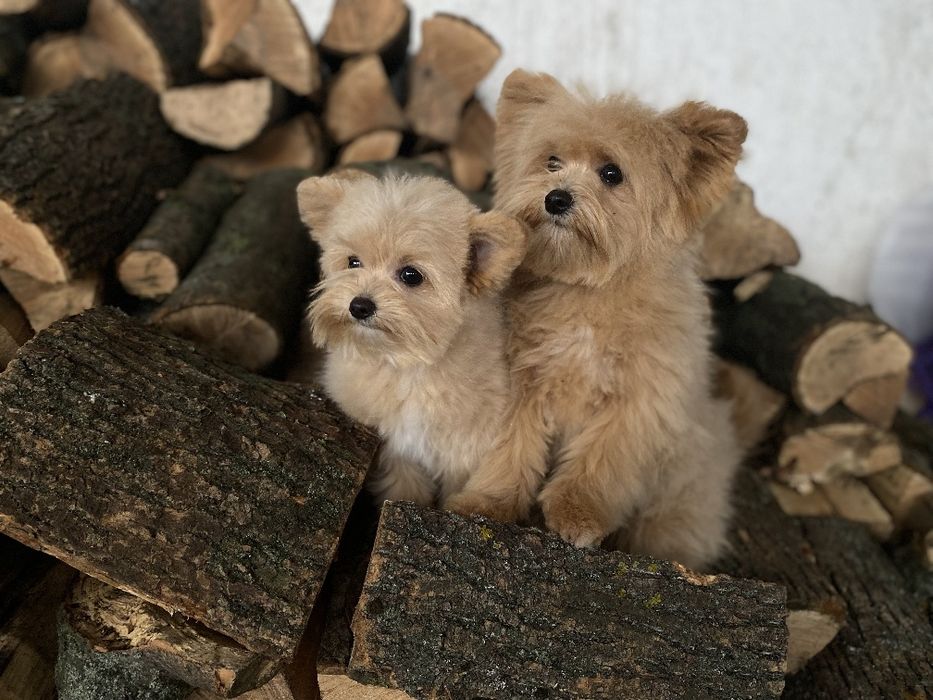 Pomapoo чарівна дівчата