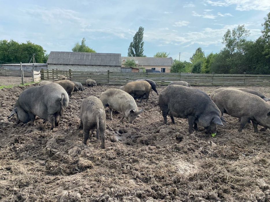 Продам поросята мангали різного віку