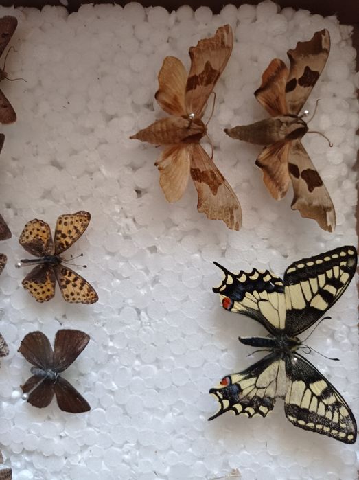 Ентомологічна колекція комах жуки метелики коллекция насекомых