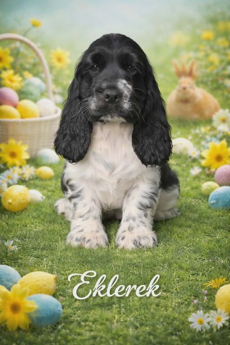 Cocker Spaniel Angielski