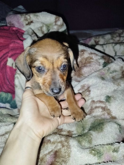 Цуцики такси безкоштовно (тато дворняга)