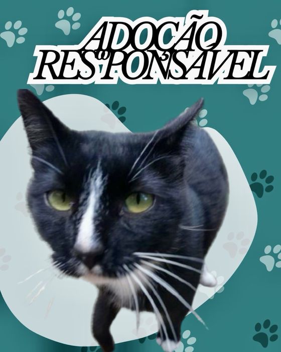 Gato para adoção responsável