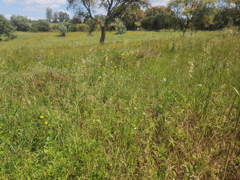 Linda quintinha perto de Tomar , com Ruina, poços , floresta, zona de construção — Tomar (São João Baptista) E Santa Maria Dos Olivais, Santarém