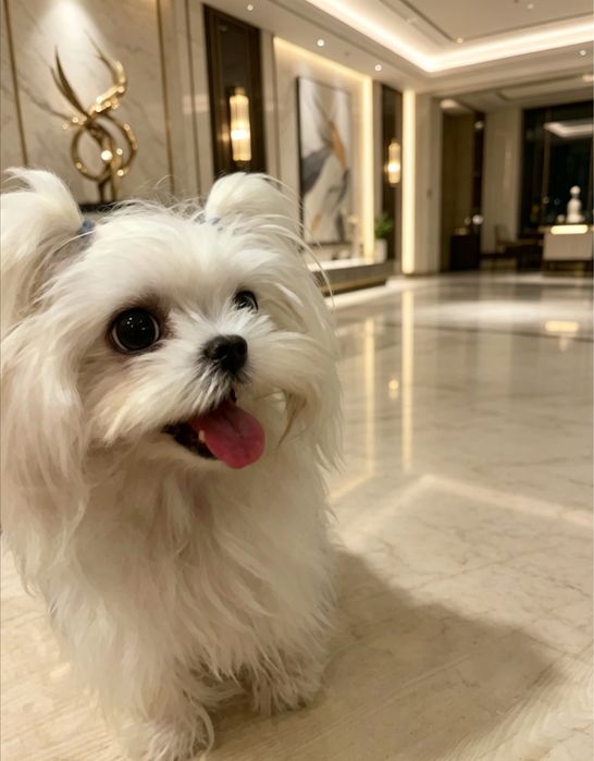Teacup Maltese Coreano female