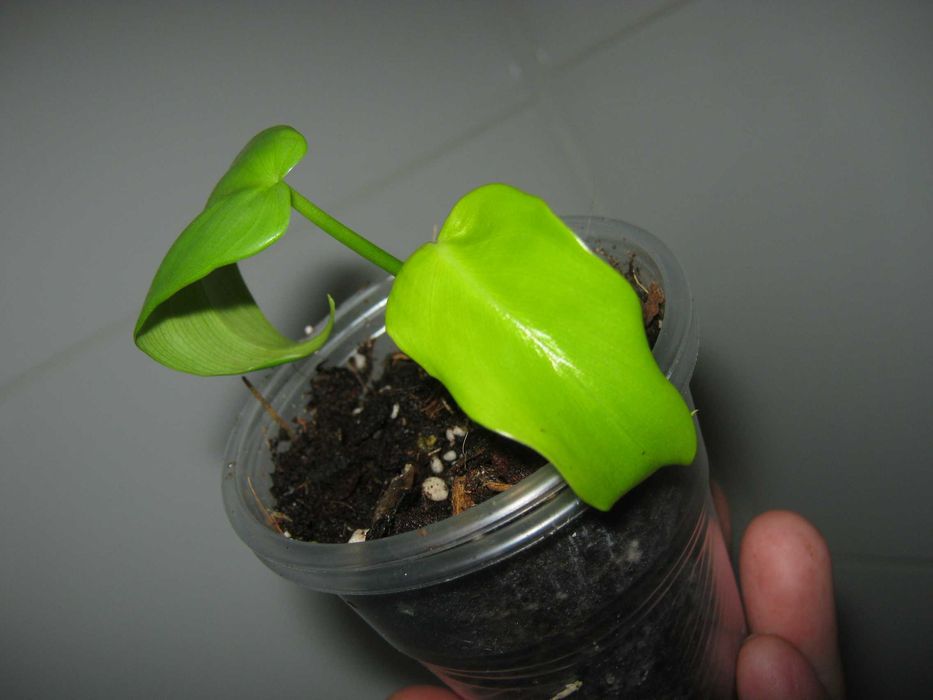 РАСПРОДАЖА все по150грн кротон филодендрон диффенбахия монстера