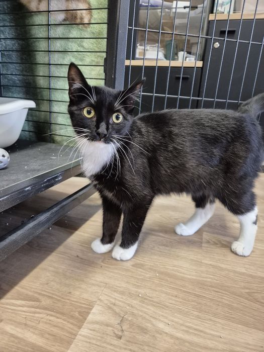 Kot, kotka, kociak GÓRKA