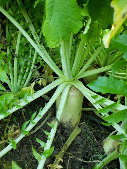 Legumes frescos de cultivo próprio à venda