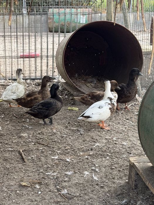 Patos call duck ou mignons