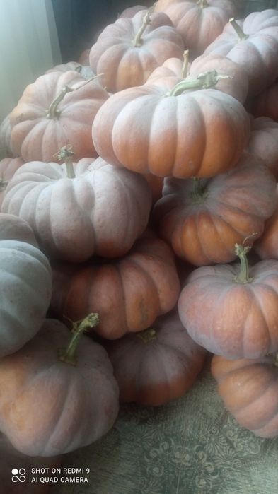 Продам гарбузи кашові