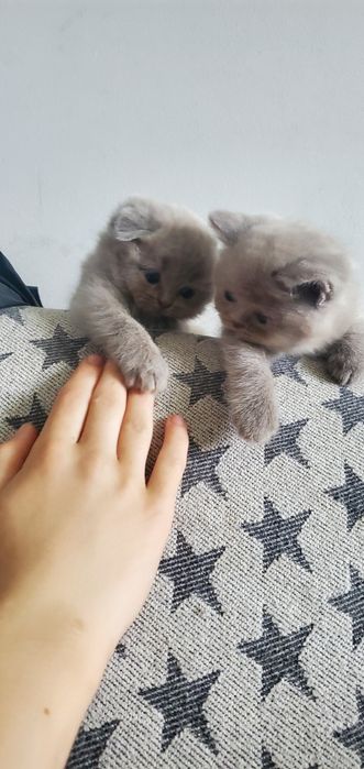 Шотландські кошенята котик кішка