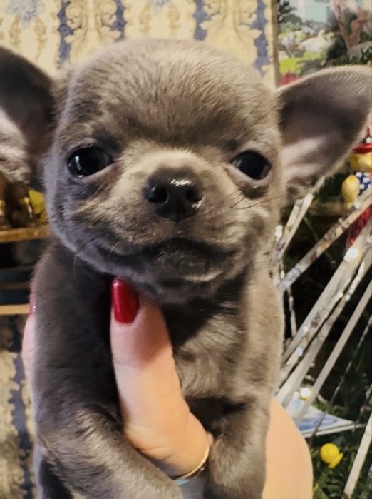 Чихуахуа мини мальчик