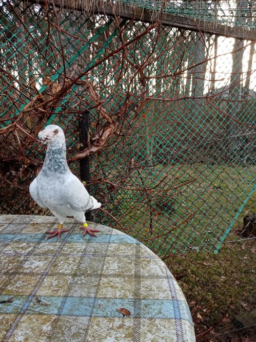 Gołębie Staropolskie- Młode po tej parze z 2025 r likwid