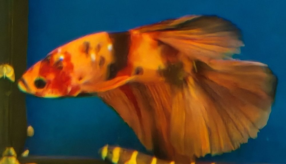Bojownik nemo long fin samiec Aquafizz Creative