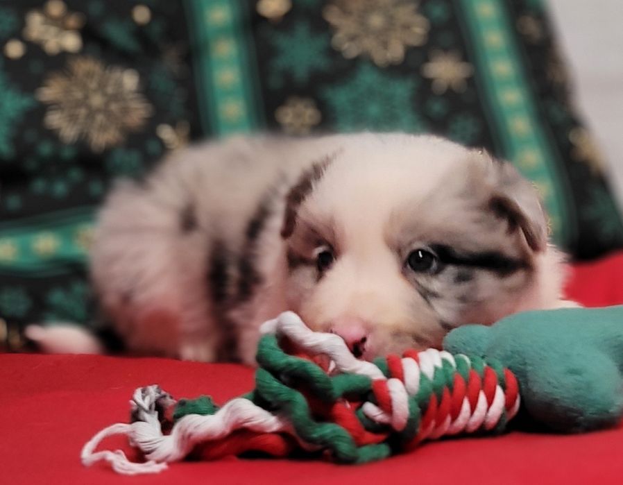Border Collie Maluszek