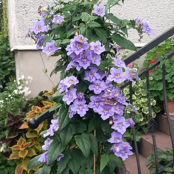 Thunbergia grandiflora unikat