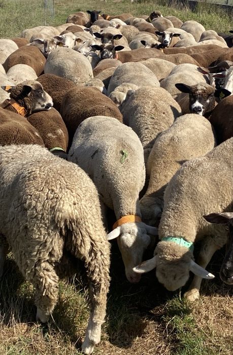 Ovelhas varias raças ( suffolk , p3 , île de france , merino )