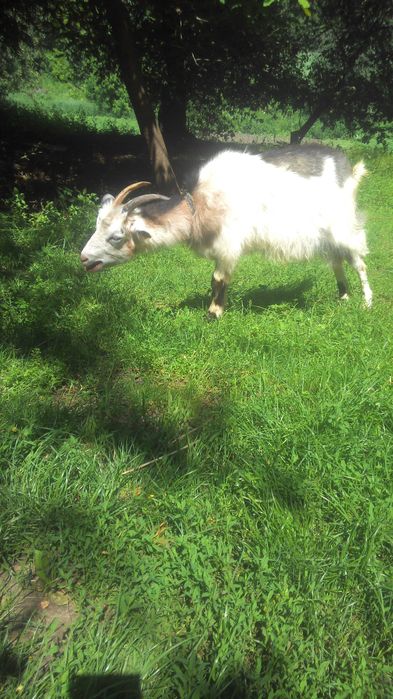 Продам дійну молоду козу!