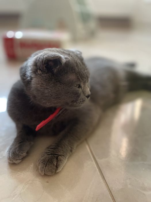 Шукаємо партнера для кішки