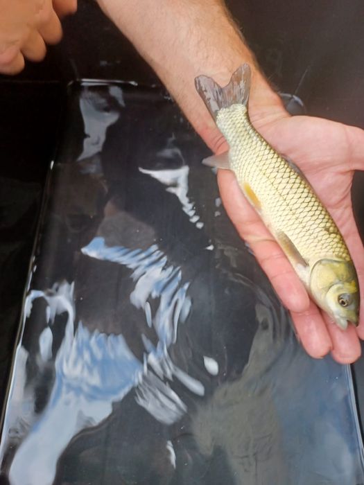 Amur kroczek narybek 15-20cm lin, karp