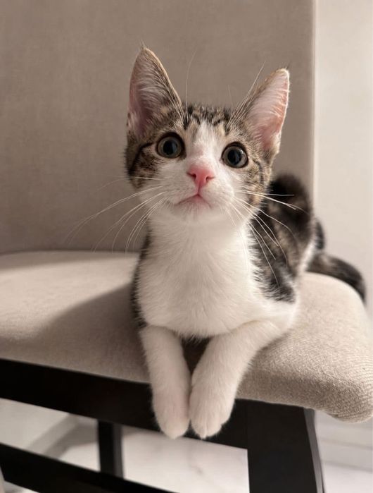 7 małych kotków do adopcji