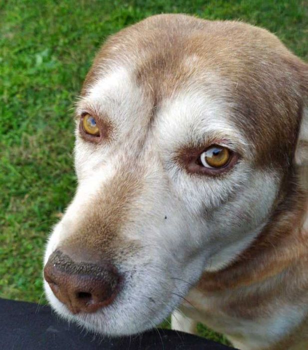 Zaginął pies Hektor, Mechnice k. Opola