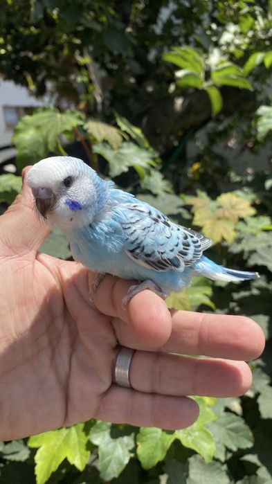 Fantastico Periquito domesticado - baixa de preço