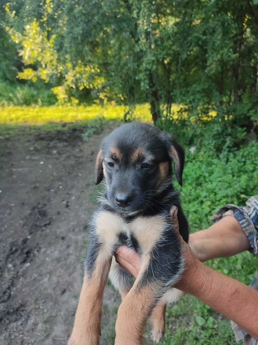 Віддам цуциків в добрі руки