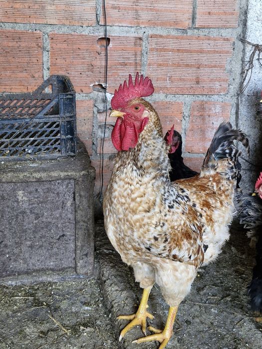 Vendo galos ja galão