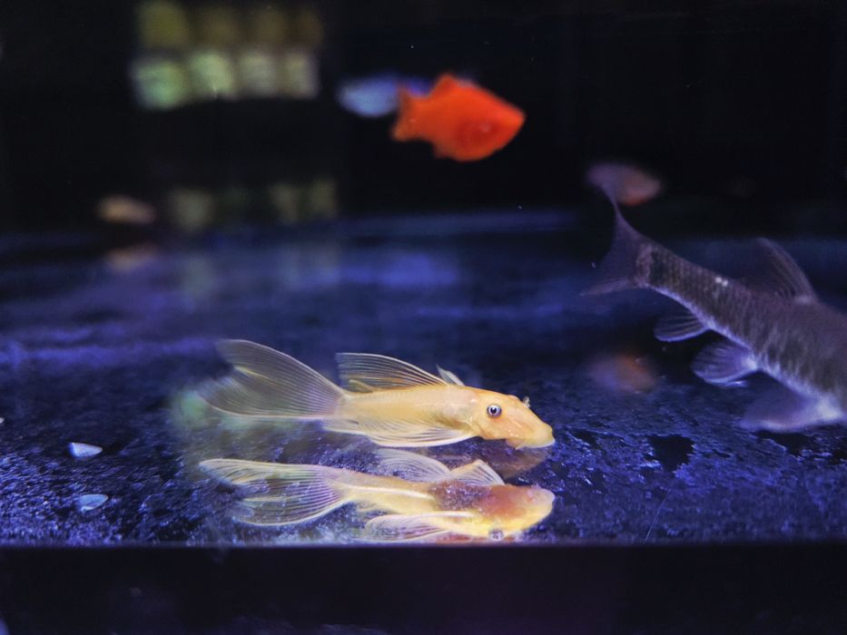 Zbrojnik L144 long fin gold (weloniasty)